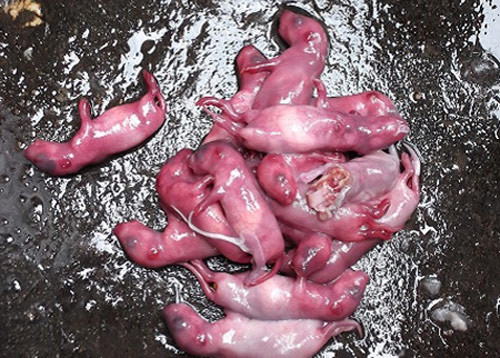 Chùm ảnh: Rùng rợn món chuột bao tử “3 tiếng thét” đặc sản của Trung Quốc