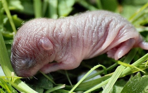 Chùm ảnh: Rùng rợn món chuột bao tử “3 tiếng thét” đặc sản của Trung Quốc