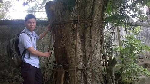 Dân trồng cây, chính quyền bán và những lùm xùm về gỗ sưa ở Hà Nội