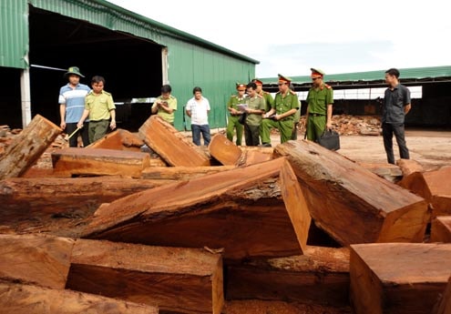 Đắk Lắk: Phát hiện doanh nghiệp cất giấu hàng chục khối gỗ lậu nhóm IIA