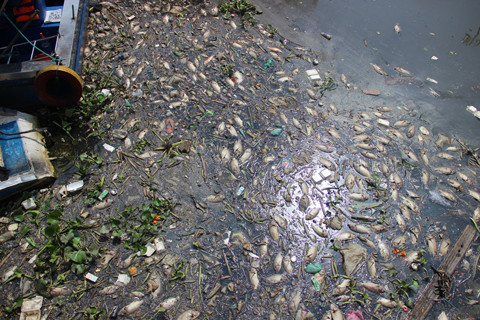 Cá chết nổi trắng trên kênh Nhiêu Lộc - Thị Nghè