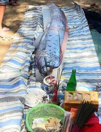 Phát hiện cá “hình rồng” trôi dạt vào bờ biển Thanh Hóa