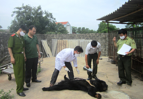Gấu nuôi tại Quảng Ninh: Tiếp tục 5 cá thể bị chết trong một tuần