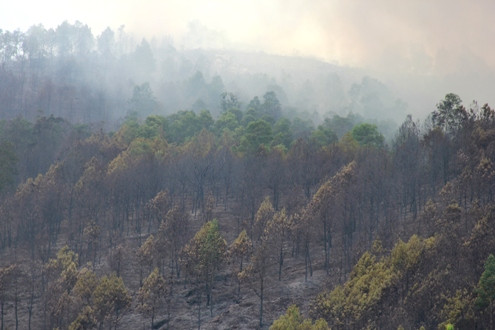 Thanh Hóa: Cháy rừng từ huyện Hậu Lộc sang huyện Hoằng Hóa