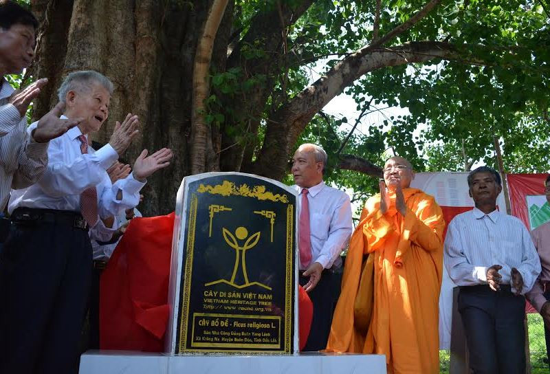Đắk Lắk: Cây Bồ Đề 132 năm tuổi được công nhận là Cây Di sản Việt Nam