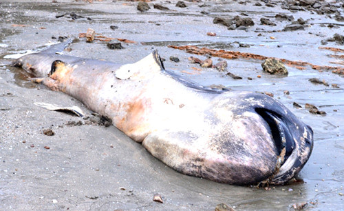 Nghệ An: Xác cá mập dài hơn 5m dạt vào bãi biển 
