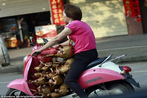 Lễ hội ăn thịt chó ở Trung Quốc bị quốc tế lên án nặng nề 