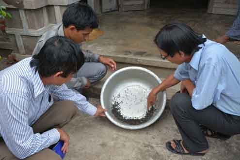 Bọ lạ xuất hiện tại Phú Yên là bọ đậu đen
