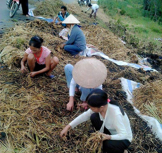 Phú Thọ: Hàng tấn lúa của các hộ dân nghèo bị kẻ gian đốt cháy
