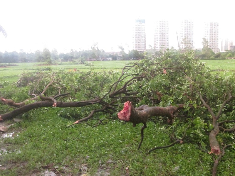 Hà Nội: Sau mưa dông, cây đổ ngổn ngang, nhiều người thương vong