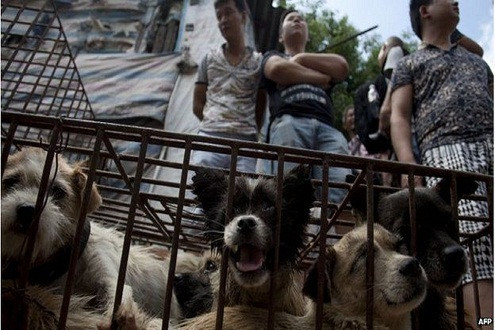 Lễ hội ăn thịt chó tại Trung Quốc vẫn diễn ra bất chấp dư luận thế giới