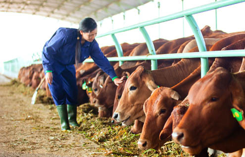 HAGL hướng đến chăn nuôi đàn bò lớn nhất châu Á