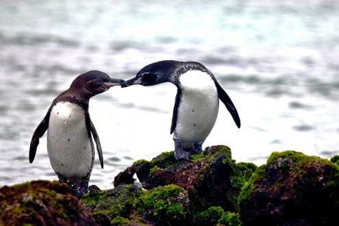 Galapagos - quần đảo đẹp nhất thế giới, thiên đường của động vật hoang dã