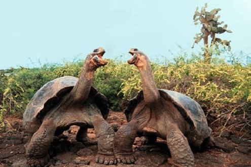 Galapagos - quần đảo đẹp nhất thế giới, thiên đường của động vật hoang dã