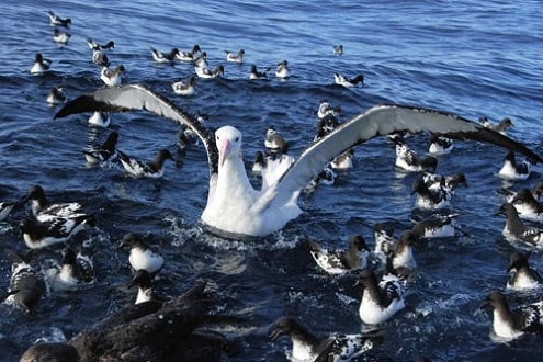 Galapagos - quần đảo đẹp nhất thế giới, thiên đường của động vật hoang dã