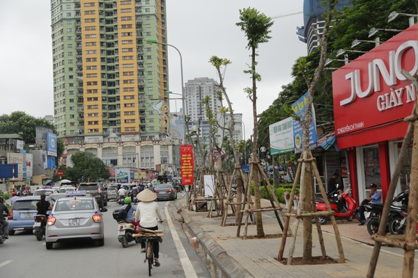 Cận cảnh hàng cây lát hoa được thay thế cây mỡ trên đường Nguyễn Chí Thanh