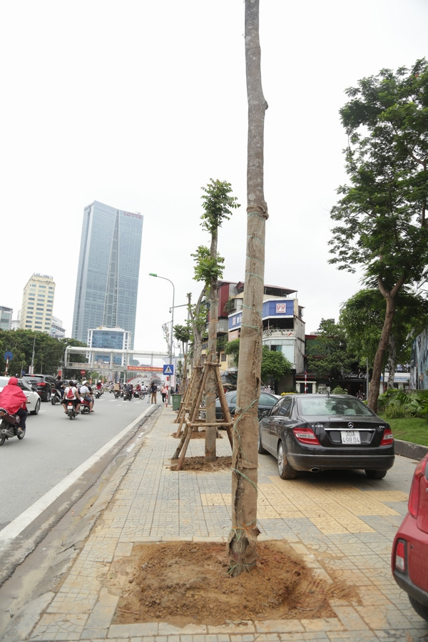 Cận cảnh hàng cây lát hoa được thay thế cây mỡ trên đường Nguyễn Chí Thanh