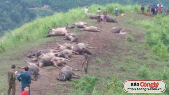 Hà Giang: Bàng hoàng sét đánh chết 19 con trâu