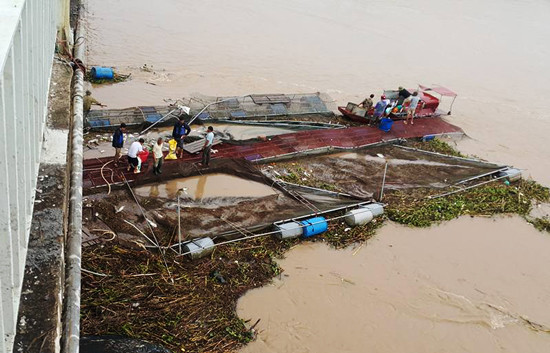 Hàng trăm tấn cá bị lũ cuốn trôi, dân đổ xô ra sông đánh bắt