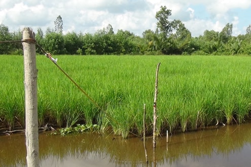 Chồng giăng điện bẫy chuột, vợ vướng dây tử vong