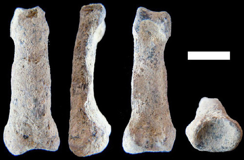 Phát hiện mẩu xương ngón tay út cách đây gần 2 triệu năm