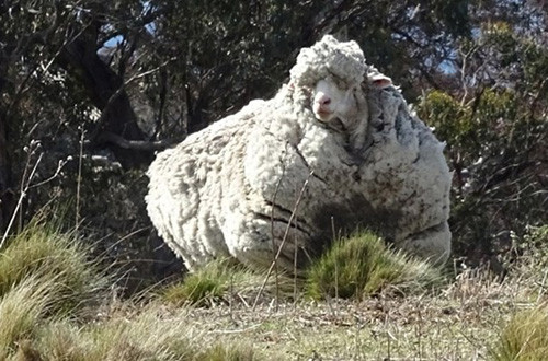 Chú cừu Chris lọt vào Sách Kỷ lục Guinness