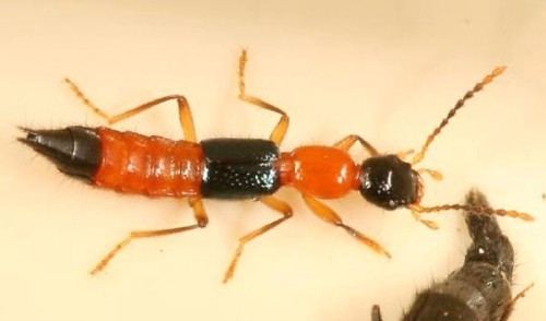 Nọc độc của kiến ba khoang độc gấp 12 lần nọc độc rắn hổ mang