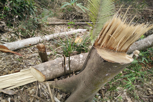 Khởi tố đối tượng thuê người chặt phá rừng phòng hộ