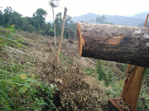 Khởi tố đối tượng thuê người chặt phá rừng phòng hộ
