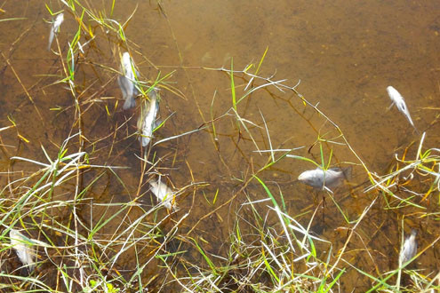 Cá chết trắng hồ có thể do ô nhiễm nguồn nước