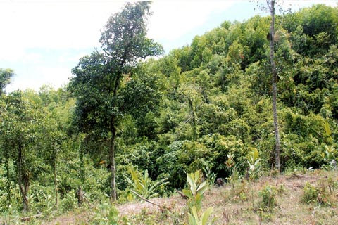Vụ án “Huỷ hoại rừng” ở Ba Tơ, Quảng Ngãi: Sắp được đưa ra xét xử lại