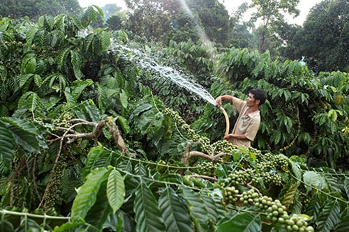 Chương trình tín dụng chính sách vùng Tây Nguyên: Tạo mối liên kết tốt giữa Nhà nước và người nghèo