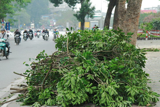 Hà Nội: Hàng chục cây xà cừ cổ thụ lại được chặt hạ để làm đường