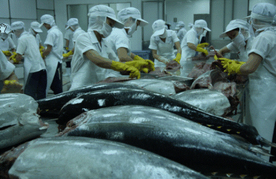 Tin tức kinh tế ngày 6/12: Cá ngừ Việt Nam nhập khẩu vào Mỹ bị kiểm tra 100%