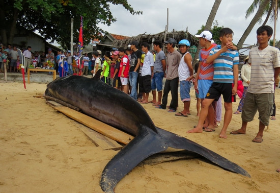 Phú Yên: Cá ông nặng 2 tấn lụy bờ