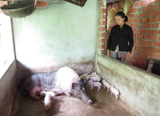 Quảng Nam: Chăn nuôi đạt hiệu quả cao nhờ triển khai dịch vụ thú y trọn gói