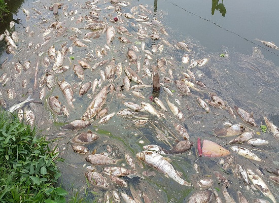 Hà Nam: Nghi vấn bị ném thuốc độc, hàng tấn cá chết trắng ao