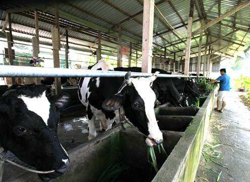 Vinamilk tổ chức tái ký hợp đồng trực tiếp với hàng ngàn hộ nông dân chăn nuôi bò sữa cả nước