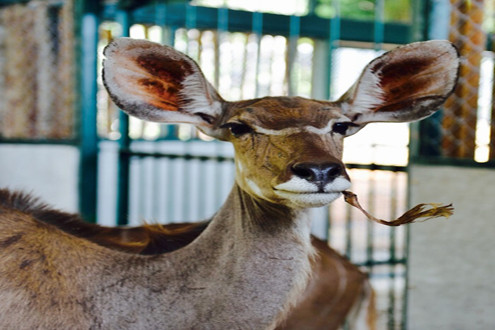 Vinpearl Safari Phú Quốc đón thêm 200 thú “cưỡi” chuyên cơ về từ châu Phi