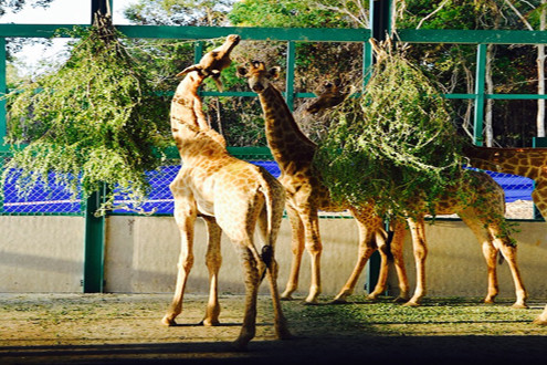 Vinpearl Safari Phú Quốc đón thêm 200 thú “cưỡi” chuyên cơ về từ châu Phi
