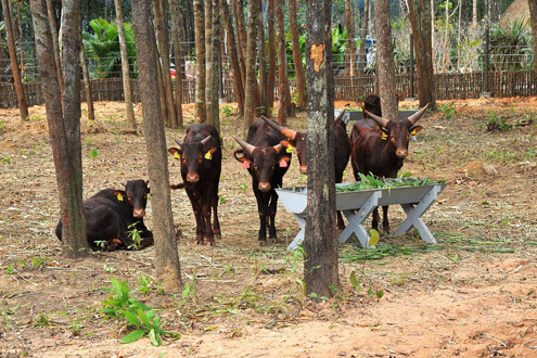 Khai trương Vinpearl Safari Phú Quốc - vườn thú hoang dã đầu tiên tại Việt Nam