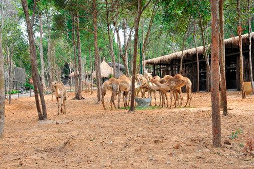 Khai trương Vinpearl Safari Phú Quốc - vườn thú hoang dã đầu tiên tại Việt Nam