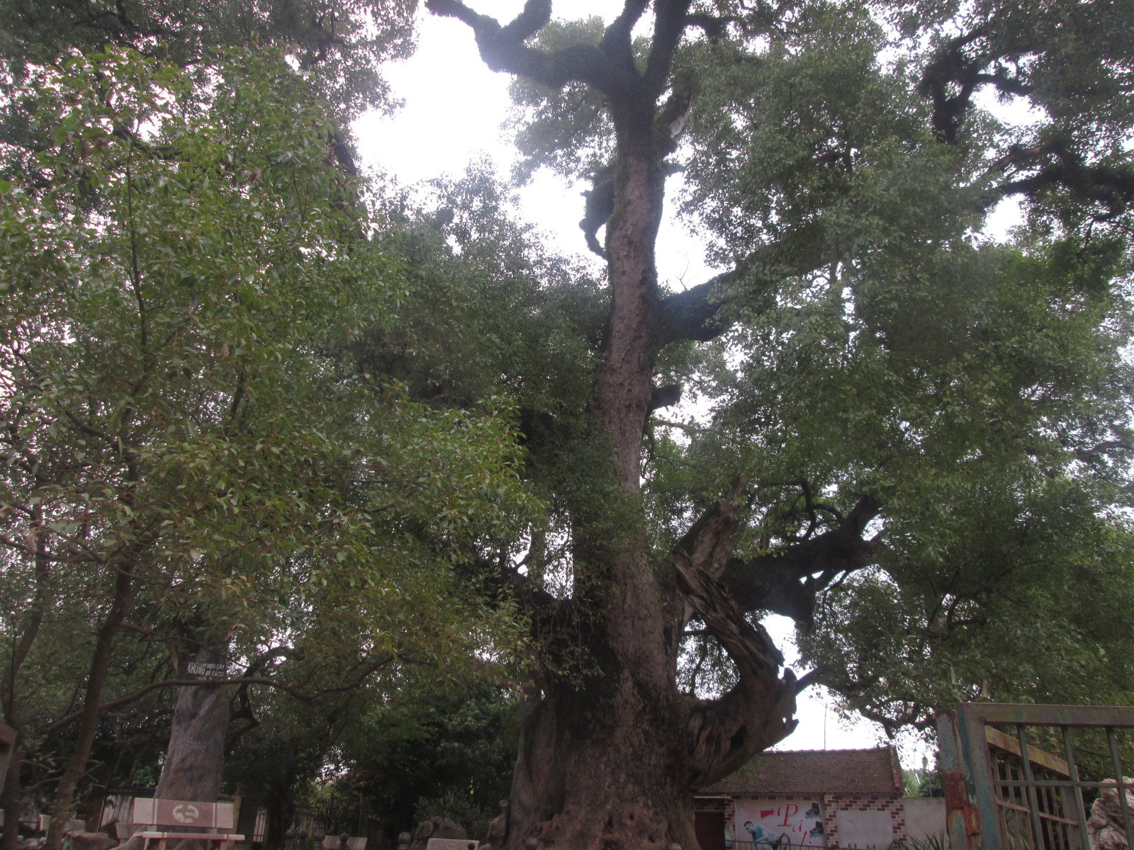Ngắm cây dã hương nghìn năm tuổi ở Bắc Giang  