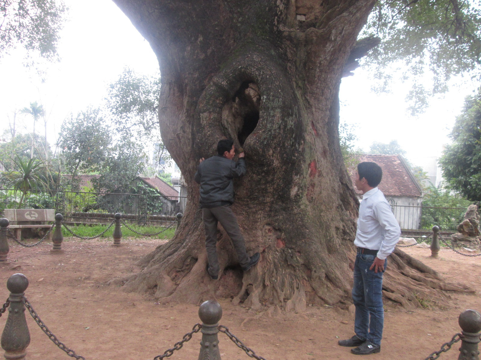 Ngắm cây dã hương nghìn năm tuổi ở Bắc Giang  