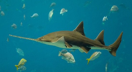 Những loài cá mập kì dị nhất thế giới 