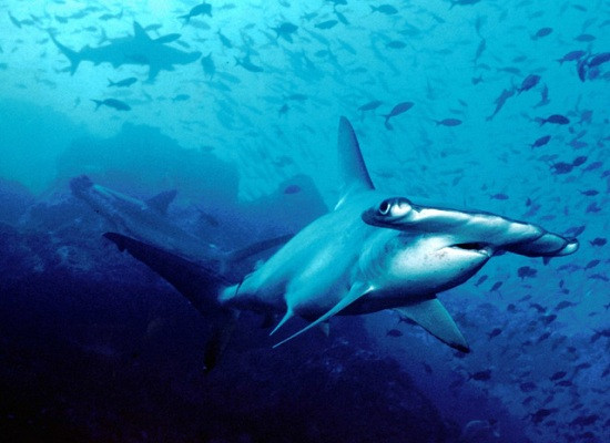 Những loài cá mập kì dị nhất thế giới 