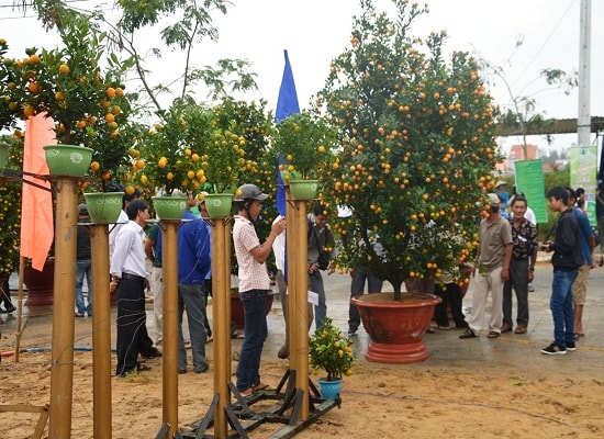 Tưng bừng ngày hội quất cảnh Cẩm Hà ở Hội An