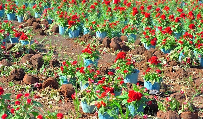 Tin tức xã hội ngày 22/1: Hơn 1.000 chậu hoa Tết của nông dân bị đập nát