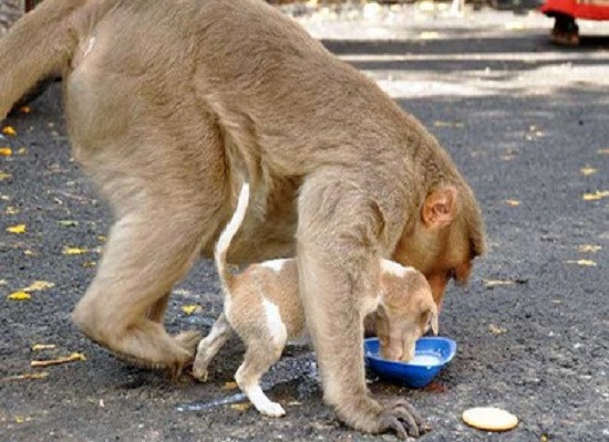 Cảm động “tình cha con” của khỉ và chó