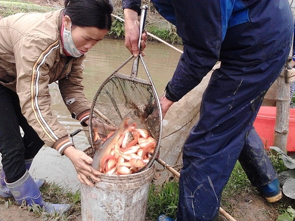 Buồn vui nghề nuôi cá chép đỏ trước ngày Tết ông Công, ông Táo